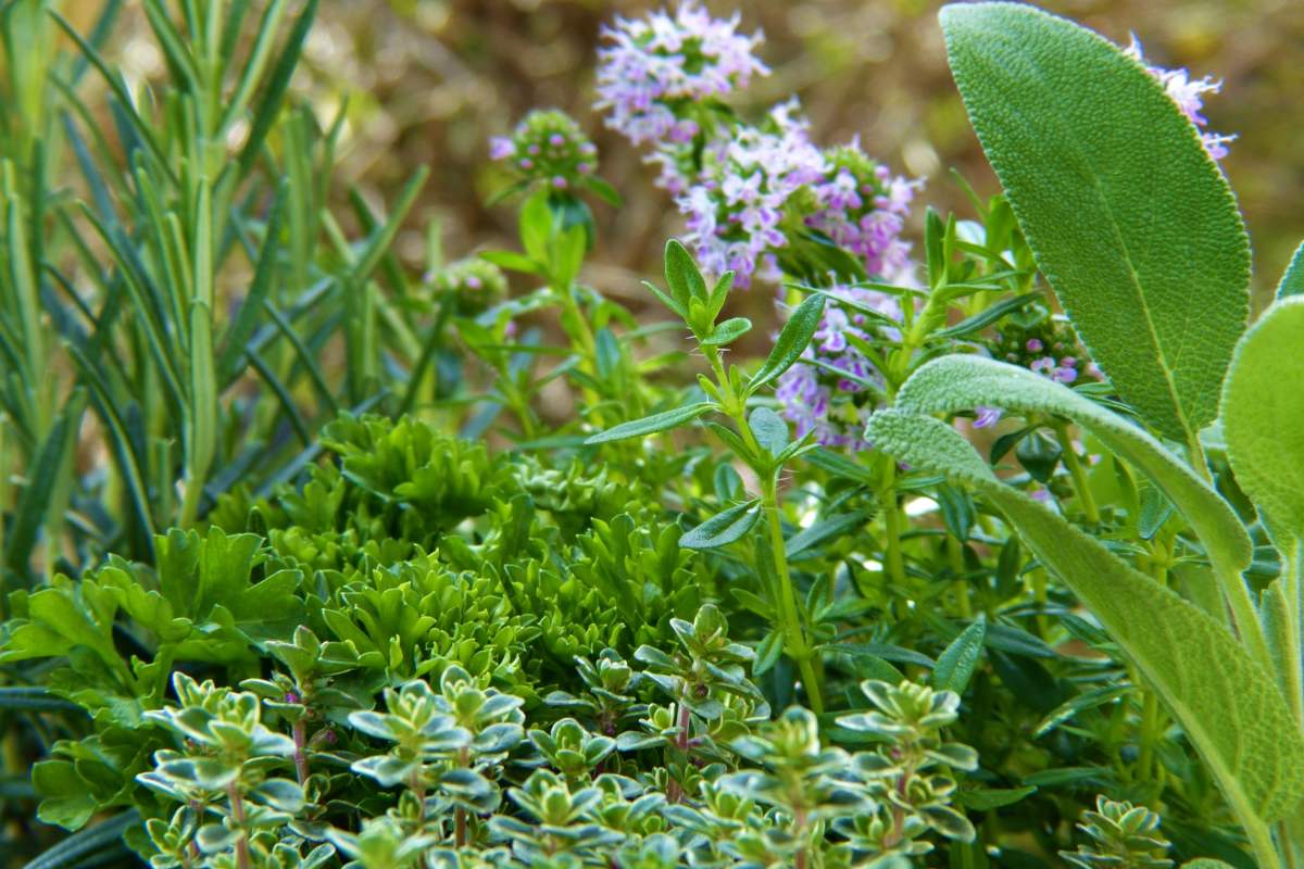 Herbs and spices - everything there is to know about them Herbs and spices - everything there is to know about them