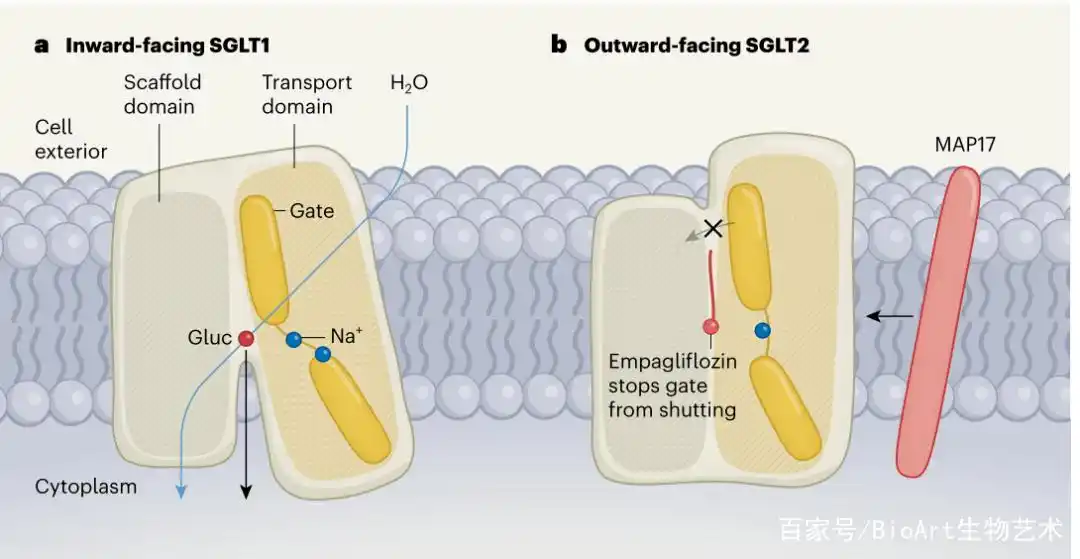 SGLT12